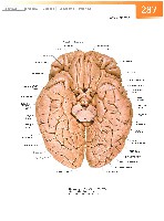 Sobotta Atlas of Human Anatomy  Head,Neck,Upper Limb Volume1 2006, page 294